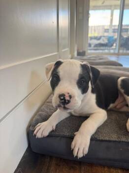 Jim -  American Staffordshire Terrier and Pit Bull Terrier Dog for Adoption in Lafayette, California - Jim | PetCurious