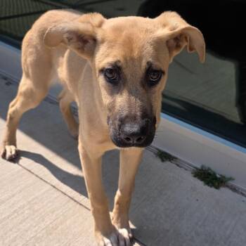 Shepherd and Mixed Breed Dogs Available for Adoption in Norman, Oklahoma - Pierogi | PetCurious