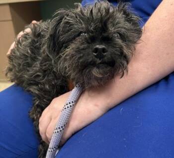 Rhonda -  Poodle and Mixed Breed Dog for Adoption in Fishers, Indiana - Rhonda | PetCurious