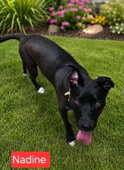 Nadine -  Labrador Retriever Dog for Adoption in Fort Worth, Texas - Nadine | PetCurious