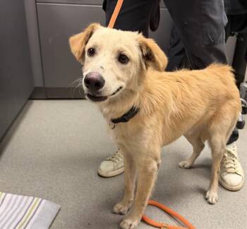 TEDDY -  Chihuahua Dog for Adoption in Ontario, California - TEDDY | PetCurious