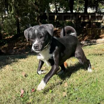 Rescue Chihuahua and Boston Terrier Dogs for Adoption in Latrobe, Pennsylvania - Dentyne | PetCurious