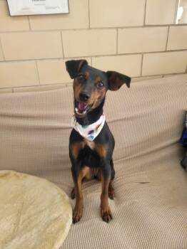 Miniature Pinscher Dogs Available for Adoption in Manchester, New Hampshire - Tess In NH. Come Meet Our Adoptable Dogs Wednesday-Saturday. Mor | PetCurious
