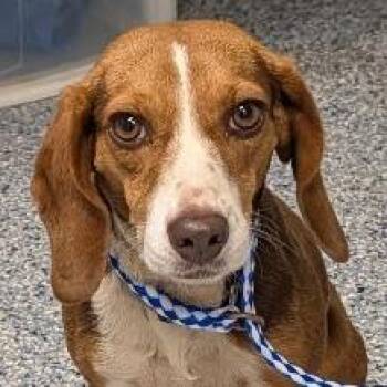 Petalo -  Mixed Breed Dog for Adoption in Greenville, South Carolina - Petalo | PetCurious