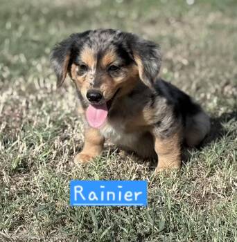 Rainer -  Dachshund and Australian Cattle Dog Blue Heeler Dog for Adoption in Norfolk, Massachusetts - Rainer | PetCurious