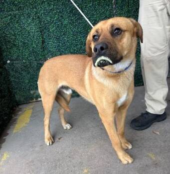Mastiff and Mixed Breed Dogs Available for Adoption - 60286848 | PetCurious