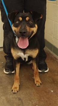 Mixed Breed Dogs Available for Adoption in Santa Fe, New Mexico - BROWNIE | PetCurious