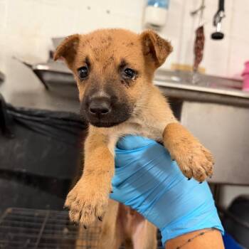 Ham -  Shepherd Dog for Adoption in Edinburg, Texas - Ham | PetCurious