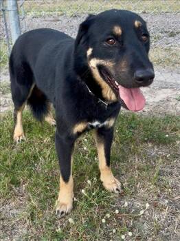 ROBIN -  German Shepherd Dog and Mixed Breed Dog for Adoption in Conroe, Texas - ROBIN | PetCurious