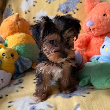 Tiberius -  Yorkshire Terrier Dog for Adoption in Normal, Illinois - Tiberius | PetCurious