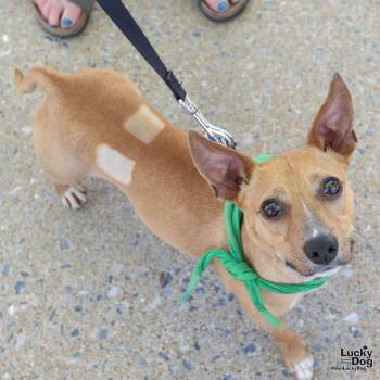 Chihuahua and Dachshund Dogs Available for Adoption in Washington, District Of Columbia - Byerly | PetCurious