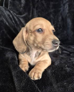 Miniature Dachshund Dogs Available for Sale in Los Angeles, California - Bracken | PetCurious