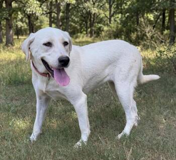 Paloma -  Labrador Retriever and Great Pyrenees Dog for Adoption in Caldwell, Texas - Paloma | PetCurious