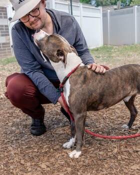 Mixed Breed Dogs Available for Adoption in Chamblee, Georgia - Psymon | PetCurious