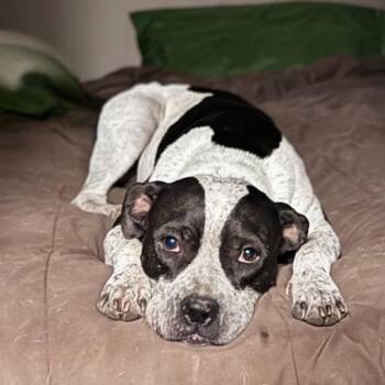 Oreo -  Mixed Breed Dog for Adoption in Magnolia, Texas - Oreo | PetCurious