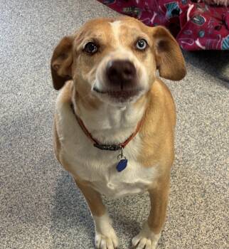 Rosco -  Border Collie and Labrador Retriever Dog for Adoption in Bartlesville, Oklahoma - Rosco | PetCurious