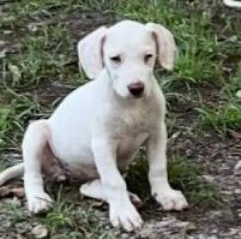 Shelli -  Mixed Breed Dog for Adoption in West Chester, Pennsylvania - Shelli | PetCurious