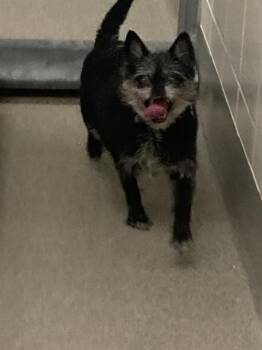 ROSE MARY -  Chihuahua and Mixed Breed Dog for Adoption in Omaha, Nebraska - ROSE MARY | PetCurious