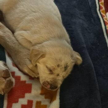 Spark -  Yellow Labrador Retriever and Mixed Breed Dog for Adoption in Lake Jackson, Texas - Spark | PetCurious