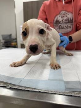 Labrador Retriever Dogs Available for Adoption in Baytown, Texas - TIB | PetCurious