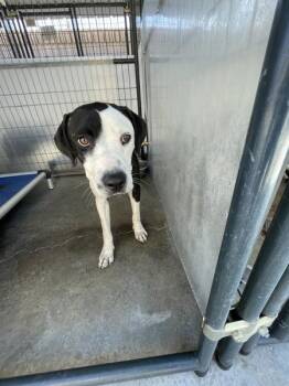 Ditto -  Pit Bull Terrier Dog for Adoption in Victorville, California - Ditto | PetCurious
