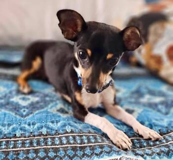 Rizzo -  Chihuahua Dog for Adoption in Rockwall, Texas - Rizzo | PetCurious