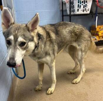 Tindra -  Mixed Breed Dog for Adoption in Chamblee, Georgia - Tindra | PetCurious