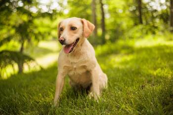 Mixed Breed Dogs Available for Adoption in Gradyville, Kentucky - Maggie-Transport | PetCurious