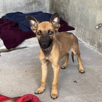Aston -  Shepherd Dog for Adoption in Pasadena, California - Aston | PetCurious