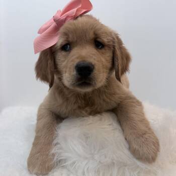 Maya -  Golden Retriever Dog for Adoption in Wrightstown, New Jersey - Maya | PetCurious