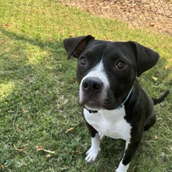 Rescue Terrier Dogs for Adoption in Lowell, Arkansas - Parvati | PetCurious