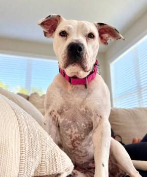 Cassie Mae Sweet Little House Hippo -  Labrador Retriever and Pit Bull Terrier Dog for Adoption in Friendswood, Texas - Cassie Mae Sweet Little House Hippo | PetCurious