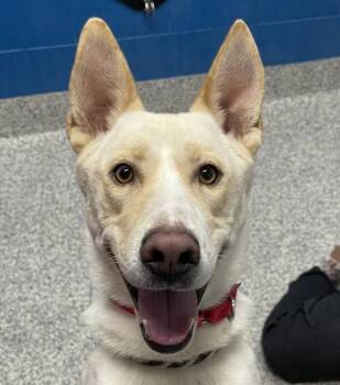 Carolina Dog Dogs Available for Adoption in Golden, Colorado - Angel Boy | PetCurious