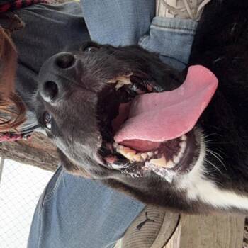 Ruby -  Black Labrador Retriever Dog for Adoption in Corpus Christi, Texas - Ruby | PetCurious