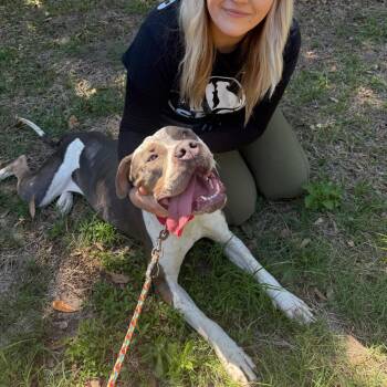 Everly -  Mixed Breed Dog for Adoption in Titusville, Florida - Everly | PetCurious