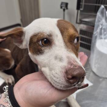 TXAC-Stray-20132 -  Terrier and Mixed Breed Dog for Adoption in Portland, Texas - TXAC-Stray-20132 | PetCurious