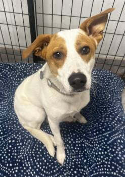 Chestnut -  Labrador Retriever and Hound Dog for Adoption in Lexington, Kentucky - Chestnut | PetCurious