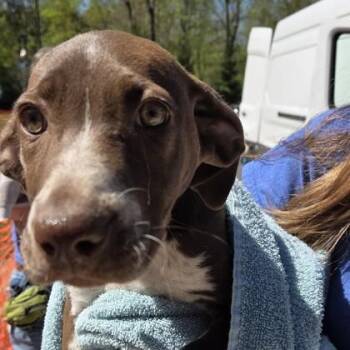 German Shorthaired Pointer and Mixed Breed Dogs Available for Adoption in Voorhees Township, New Jersey - Yodel | PetCurious