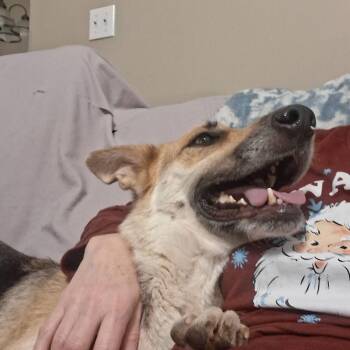 German Shepherd Dog Dogs Available for Adoption - Charlotte | PetCurious