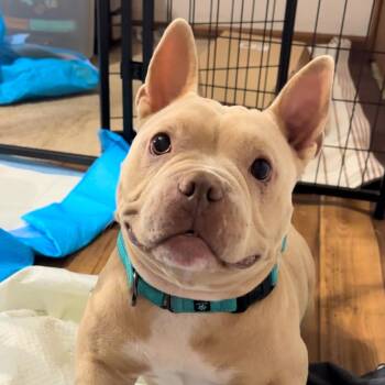 Rescue American Bully and French Bulldog Dogs for Adoption in Indianapolis, Indiana - Yam | PetCurious