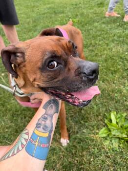 Celine -  Boxer Dog for Adoption in Rootstown, Ohio - Celine | PetCurious