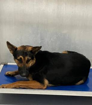 Rescue German Shepherd Dog and Mixed Breed Dogs for Adoption in Conroe, Texas - A419865 | PetCurious
