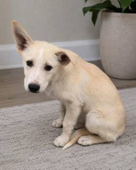 Belgium -  Husky Dog for Adoption in Carson City, Nevada - Belgium | PetCurious