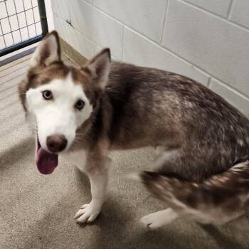 Husky Dogs Available for Adoption - BANSHEE | PetCurious