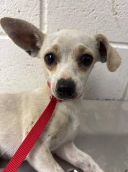DAPHNE -  Chihuahua Dog for Adoption in San Bernardino, California - DAPHNE | PetCurious