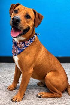 Jackson -  Labrador Retriever and Shepherd Dog for Adoption in Seagoville, Texas - Jackson | PetCurious