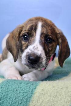 Tomato pink -  Mixed Breed Dog for Adoption in Morgantown, Kentucky - Tomato Pink | PetCurious