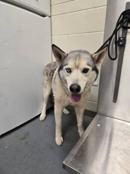 Rescue Husky Dogs for Adoption in Winder, Georgia - 2025-10-164*Atka* | PetCurious