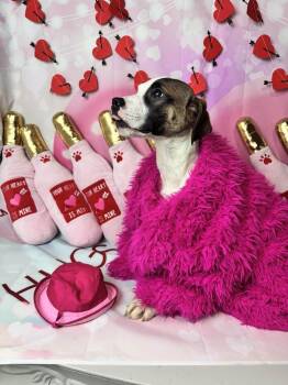 Mixed Breed Dogs Available for Adoption - BRANDI CARLILE | PetCurious