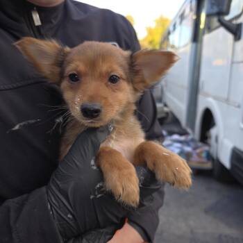 Conner -  Terrier and Mixed Breed Dog for Adoption in Bend, Oregon - Conner | PetCurious